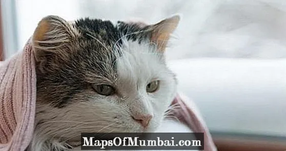 Canto tempo vive un gato con leucemia felina?