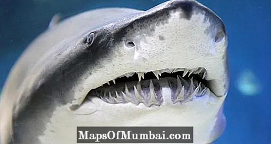 Колко зъба има една акула?