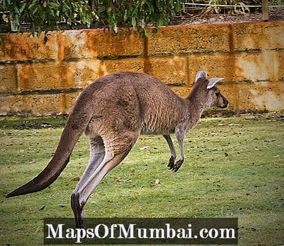 Berapa meterkah kanggaru boleh melompat?