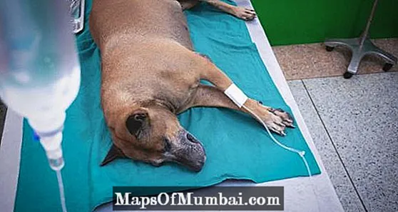 Kemoterapi pada Anjing - Efek Samping dan Pengobatan