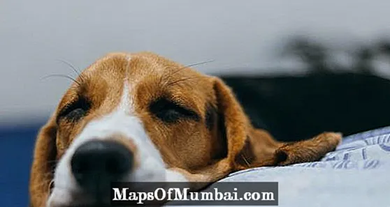 Лекарство для собак при диарее и рвоте