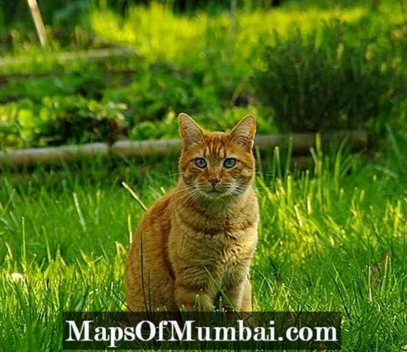 بلیوں میں مینج کا علاج کرنے کے گھریلو علاج۔