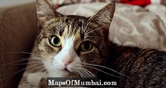 کیڑے مارنے والی بلیوں کا گھریلو علاج۔