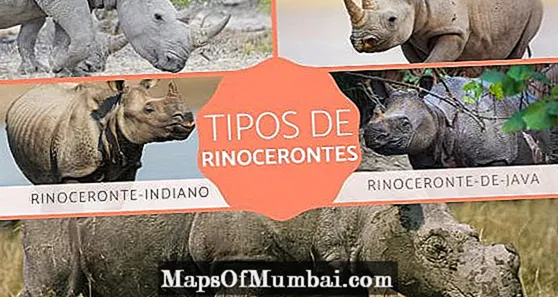 Rhinoceroses: cineálacha, tréithe agus gnáthóg