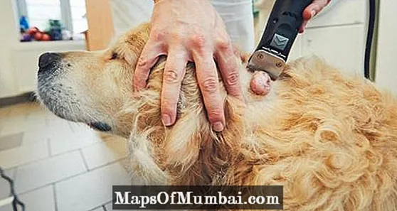 Šunų minkštųjų audinių sarkoma - simptomai ir gydymas