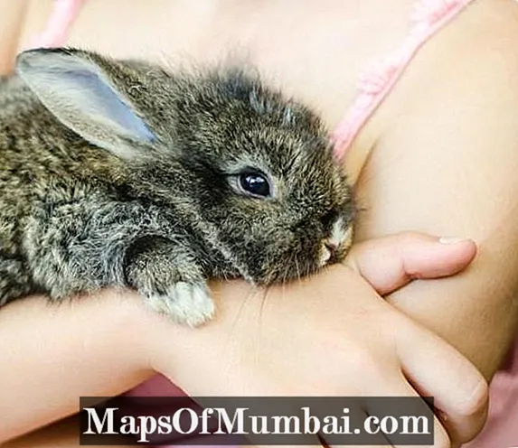Kanin fnat - symptomer og behandling