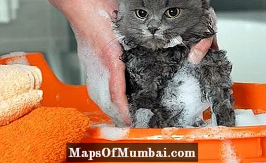 Xampú caseiro para pulgas para gatos