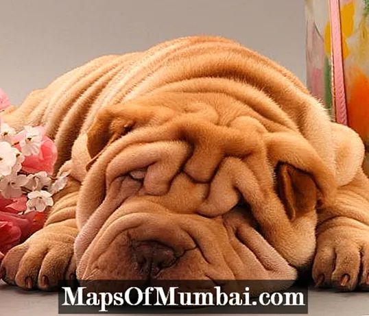 Shar pei with strong smell