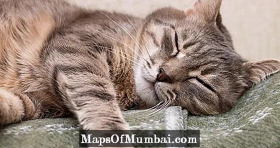 Miscarriage symptoms in a cat