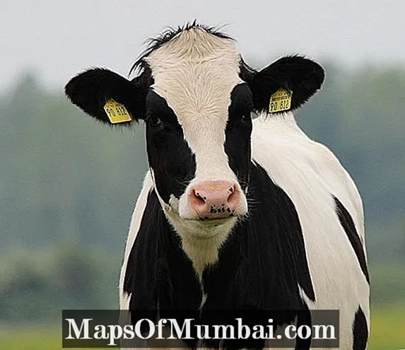 Simptome și tratamentul mastitei bovine