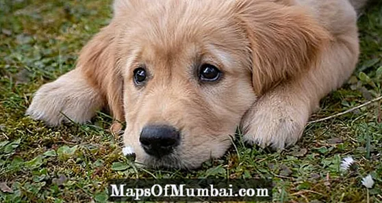 Синдром плавучей собаки: причины, симптомы и лечение
