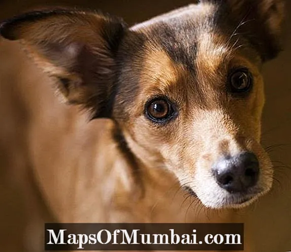 Canine vestibular syndrome: perlakuan, gejala sareng diagnosis