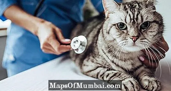 Καρδιακό φύσημα σε γάτες - Αιτίες, συμπτώματα και θεραπεία