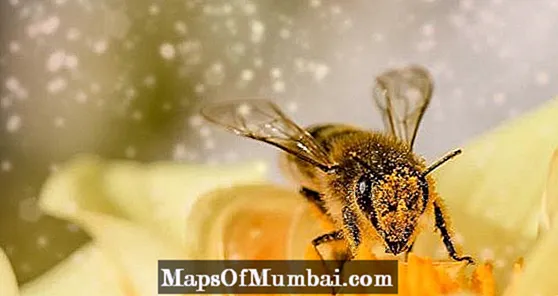 मधमाश्यांचे प्रकार: प्रजाती, वैशिष्ट्ये आणि फोटो