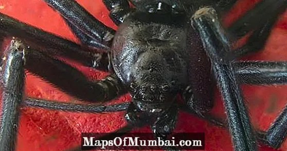 Mga lahi sa Makahilo nga Spider - Mga Litrato ug Trivia