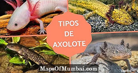Tipos de Axolotl