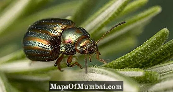 Tipos de escaravellos: características e fotos