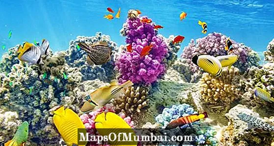 Koralų rūšys: charakteristikos ir pavyzdžiai