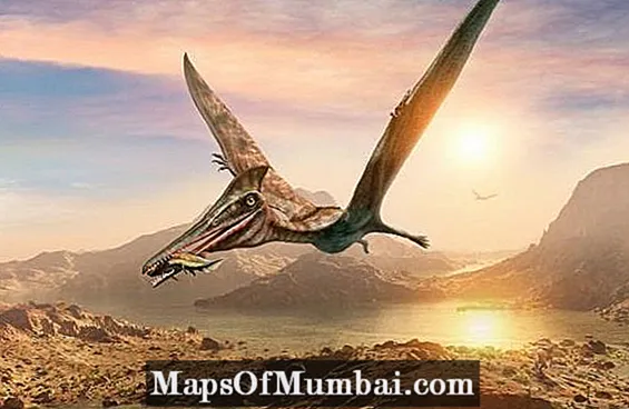 Druhy létajících dinosaurů - jména a obrázky