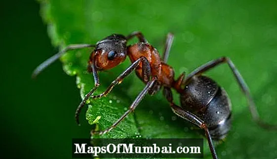 개미의 종류 : 특성 및 사진