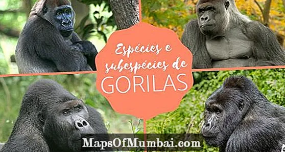 ປະເພດຂອງ gorillas