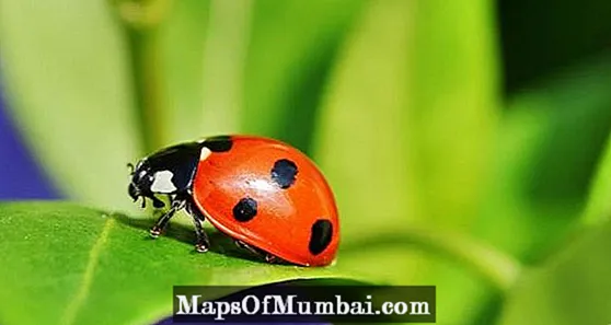 Genera ladybugs: et features photos