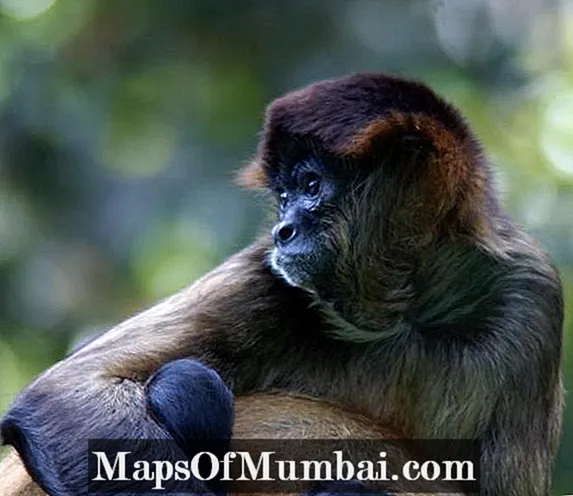 Виды обезьян: названия и фото