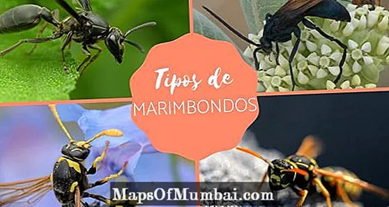 Tipus de vespes: fotos, exemples i característiques