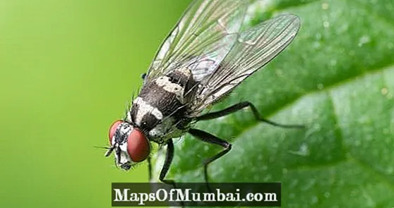 Tipos de moscas: especies y características.