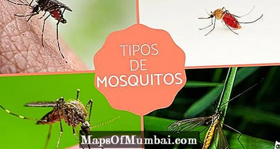 Vrste komarjev
