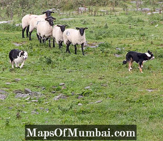 10 giống chó chăn cừu hàng đầu