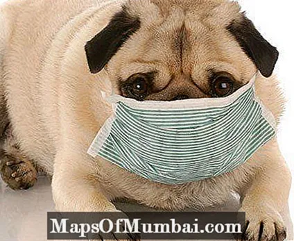 سعال بيت الكلب أو التهاب القصبات الهوائية المعدي في الكلاب - الأعراض والعلاج