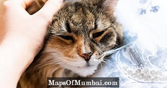 Feline Triad - Symptomau a Thriniaeth