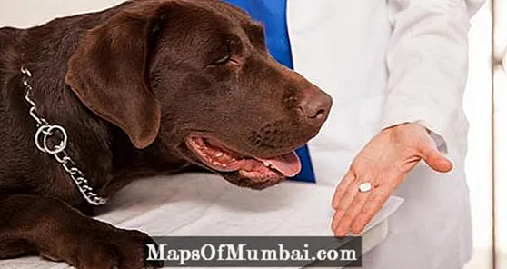 Tramadol til hunde: doser, anvendelser og bivirkninger