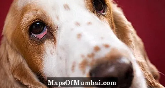 การรักษาหน้าแรกสำหรับโรคตาแดงในสุนัข