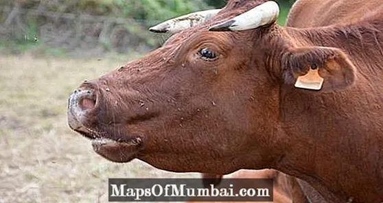 Туберкулез крупного рогатого скота - причины и симптомы