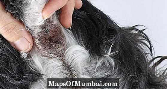 Perianal tumor hos hunde - symptomer og behandling