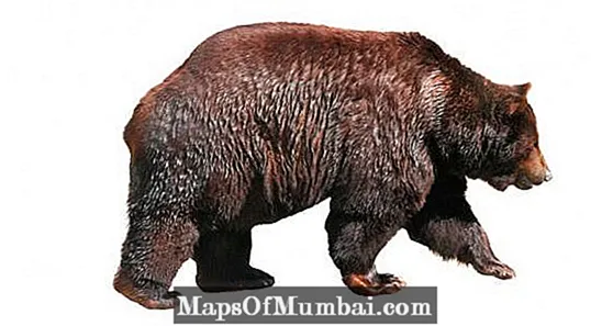 mathan grizzly