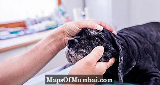 דלקת אוובית בכלבים: סיבות וטיפולים