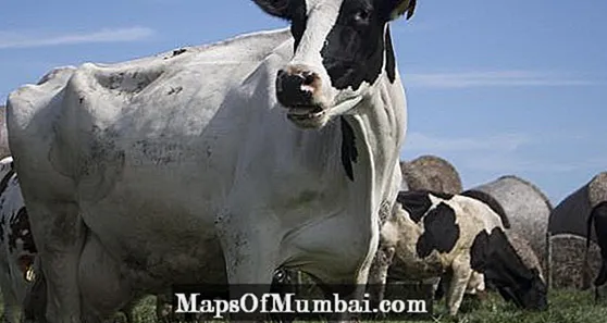 بیمار گائے - مویشیوں میں درد کی علامات۔