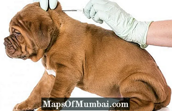 Vaksin Rabies Anjing - Pandhuan Lengkap!