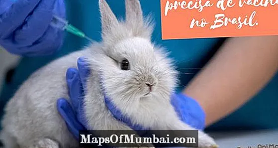 vacunas de conejo