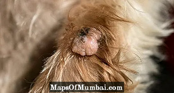 Warts in Dogs: Causes and Treatments