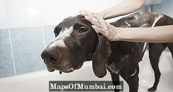 Hemmagjort loppschampo för hundar