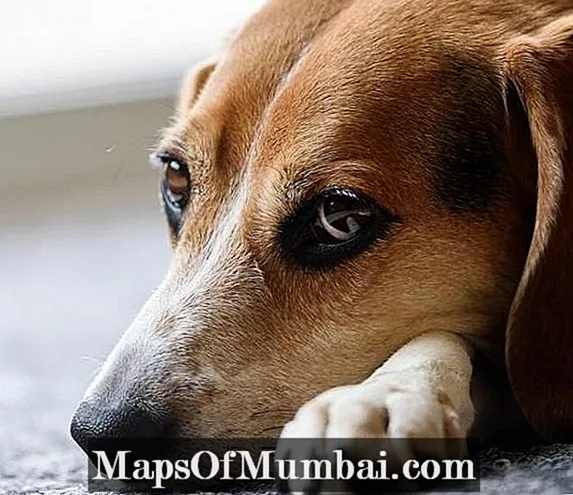Roztoče uší psov - Príznaky a liečba