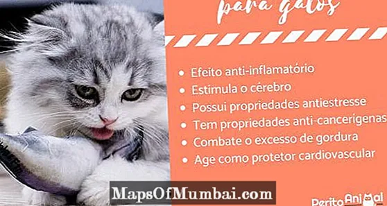 Omega 3 foar katten: foardielen, doses en gebrûk